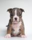 American Bully Puppies for sale in Nashville, TN, USA. price: $10,000