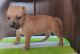 American Bully Puppies for sale in Madurai, Tamil Nadu, India. price: 30000 INR
