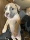 American Bully Puppies for sale in West Memphis, AR, USA. price: NA