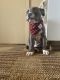 American Bully Puppies for sale in Auburn Hills, MI, USA. price: NA
