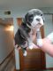 American Bully Puppies for sale in Stewardson, IL 62463, USA. price: NA