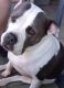 American Bully Puppies for sale in Glendale, AZ 85301, USA. price: NA