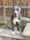 American Bully Puppies for sale in Hesperia, CA, USA. price: NA