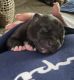 American Bully Puppies for sale in Colorado Springs, CO, USA. price: $1,500