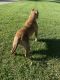 American Bully Puppies for sale in Crittenden, KY, USA. price: NA