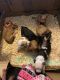 American Bully Puppies for sale in Sicklerville, NJ 08081, USA. price: $500