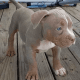 American Bully Puppies for sale in Zebulon, GA, USA. price: NA