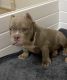 American Bully Puppies for sale in Towson, MD, USA. price: $7,000