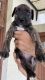 American Bully Puppies for sale in Haryana 135003, India. price: 12000 INR