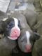 American Bully Puppies for sale in Bikaner, Rajasthan, India. price: 15000 INR