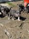 American Bully Puppies for sale in Grand Blanc, MI 48439, USA. price: $2,500