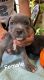 American Bully Puppies for sale in Norcross, GA, USA. price: NA