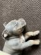 American Bully Puppies for sale in Middletown, DE, USA. price: $5,000