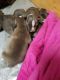 American Bully Puppies for sale in Olean, NY 14760, USA. price: NA