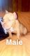 American Bully Puppies for sale in Greenville, MI 48838, USA. price: $1,500