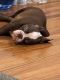 American Bully Puppies for sale in Bellerose, NY 11001, USA. price: NA
