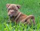 American Bully Puppies for sale in West Palm Beach, FL, USA. price: $3,000
