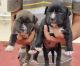 American Bully Puppies for sale in Bengaluru, Karnataka, India. price: NA