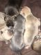 American Bully Puppies for sale in Colorado Springs, CO, USA. price: $1,500