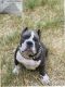 American Bully Puppies for sale in Kingfisher, OK 73750, USA. price: $3,500