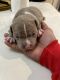 American Bully Puppies for sale in Dover, NJ, USA. price: NA