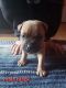 American Bully Puppies for sale in Lebanon, ME 04027, USA. price: NA
