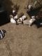 American Bully Puppies for sale in Austell, GA, USA. price: $800