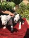 American Bully Puppies for sale in Fresno, CA 93705, USA. price: $1,500