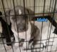 American Bully Puppies for sale in Albuquerque, NM, USA. price: $500