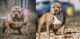 American Bully Puppies for sale in Coweta, OK, USA. price: $1,500