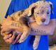 American Bully Puppies for sale in Denver, CO, USA. price: $1,500