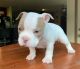 American Bully Puppies for sale in Seattle, WA, USA. price: $4,000