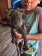 American Bully Puppies for sale in Canyon Lake, TX, USA. price: NA