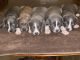 American Bully Puppies for sale in Alton, IL 62002, USA. price: $2,500