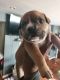American Bully Puppies for sale in Dundalk, MD, USA. price: $2,800