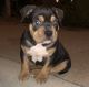 American Bully Puppies for sale in Lawrence, KS 66044, USA. price: $2,500