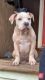 American Bully Puppies for sale in Silver Spring, MD, USA. price: $1,500
