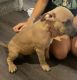 American Bully Puppies for sale in Waianae, HI 96792, USA. price: $1,500