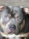 American Bully Puppies for sale in Kalamazoo, MI, USA. price: $2,500