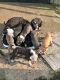 American Bully Puppies for sale in Lithonia, GA 30058, USA. price: $500