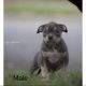 American Bully Puppies for sale in Bakersfield, CA, USA. price: NA