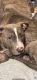 American Bully Puppies for sale in Phoenix, AZ 85032, USA. price: $2,500