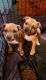 American Bully Puppies for sale in Ontario, CA, USA. price: $2,500