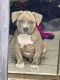 American Bully Puppies for sale in Rockford, IL, USA. price: $800