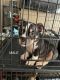 American Bully Puppies for sale in Murfreesboro, TN, USA. price: $1,500