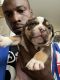 American Bully Puppies for sale in Fairfield, CA, USA. price: $3,500