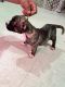 American Bully Puppies for sale in Reading, PA, USA. price: $650