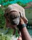 American Bully Puppies for sale in Vaishali Nagar, Jaipur, Rajasthan, India. price: 15000 INR