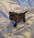 American Bully Puppies for sale in Missouri City, TX, USA. price: $2,000