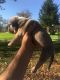 American Bully Puppies for sale in Canyonville, OR, USA. price: $1,200